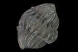 Wide Enrolled Flexicalymene Trilobite - Mt Orab, Ohio #137484-1